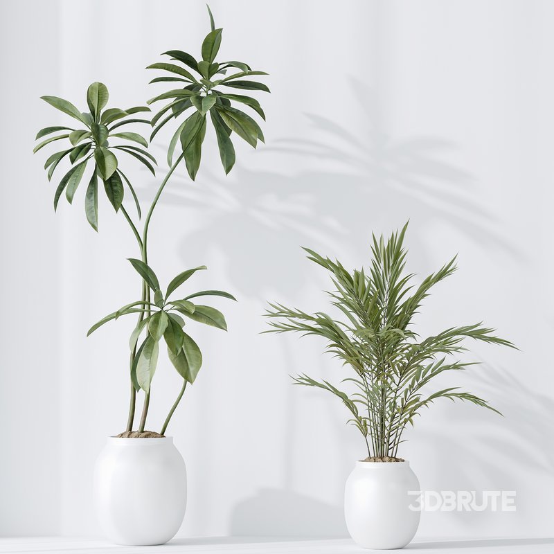 indoor plants set 96 Strelitzia Reginae Nicolai and Mountain Kentia Palm Image 3