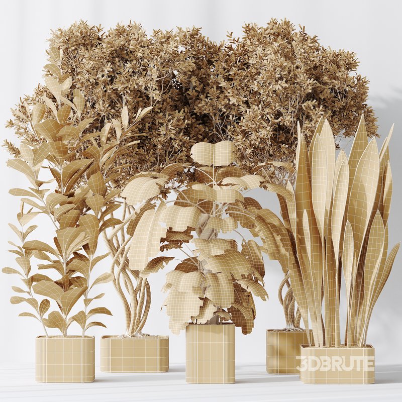 Indoor plants set 91 Green Sansevieria and Elegant Monstera and Ficus Microcarpa and Chemlali Olive Image 4