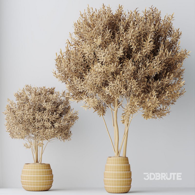 HQ HousePlants Mission Kalamata Leccino Arbequina Wilsonii Chemlali Olive Set 35 Image 5