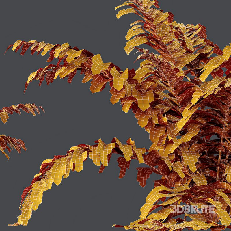 HQ Plants Macrothelypteris OligoPhlebia Torresiana Fern Image 5