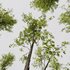 Alnus Glutinosa and Acer Saccharinum - Thumbnail 4