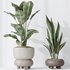 Indoor plants set 74 Ficus Microcarpa Indian Laurel and Ficus Cyathistipula African Fig and Aspidistra Elatior and ParadiseBird - Thumbnail 3