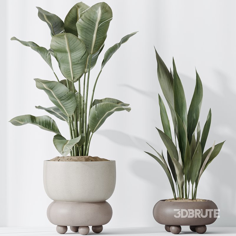Indoor plants set 74 Ficus Microcarpa Indian Laurel and Ficus Cyathistipula African Fig and Aspidistra Elatior and ParadiseBird Image 3