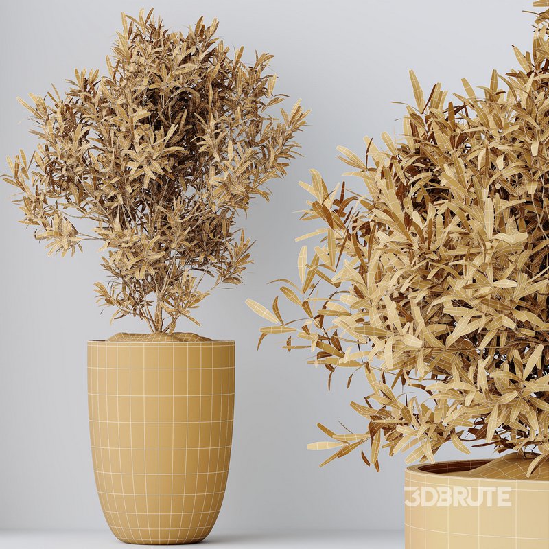 HQ HousePlants Mission Kalamata Leccino Arbequina Wilsonii Chemlali Olive Set 36 Image 4