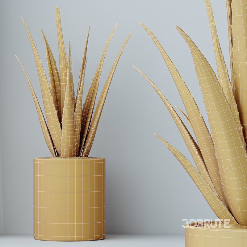 HQ HousePlants Aloe Vera Succulents Image 4