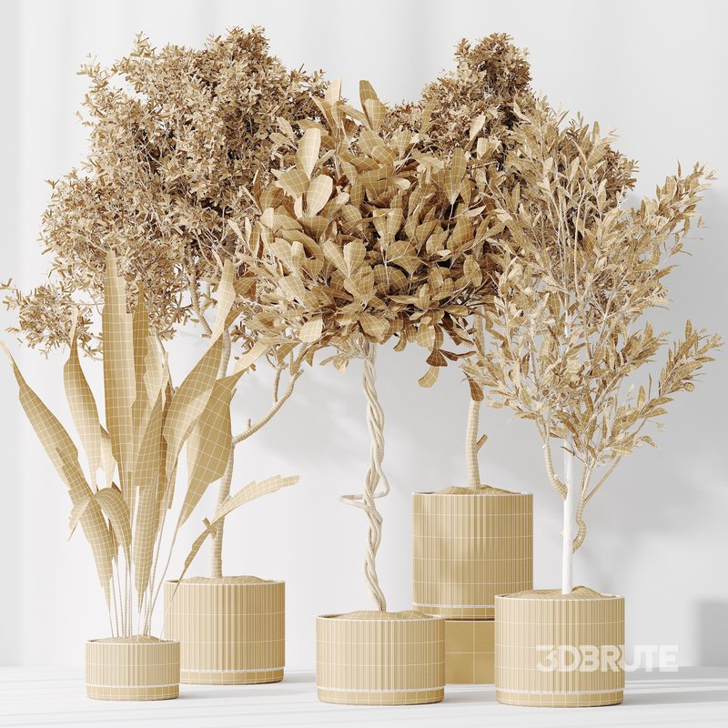 Indoor plants set 79 Wilsonii Chemlali Olive and Ficus Microcarpa and Mission Olive Image 3