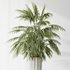 Indoor plants set 70 Majesty Cat Reed Palm and ParadiseBird - Thumbnail 3