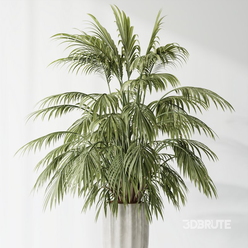 Indoor plants set 70 Majesty Cat Reed Palm and ParadiseBird Image 3