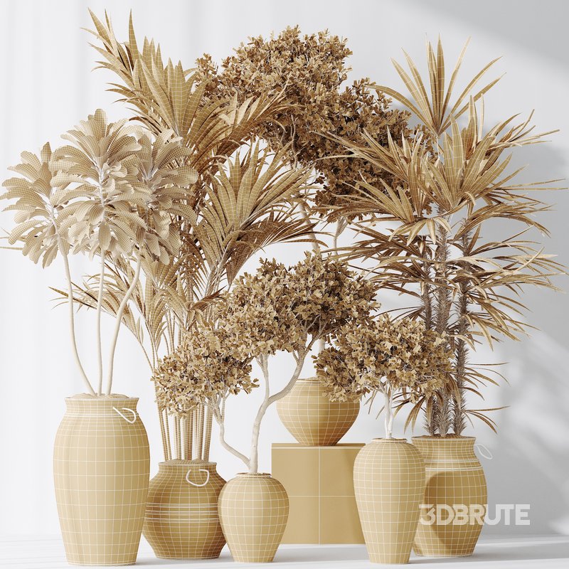 Indoor plants set 87 Mission Olive and Areca Reed Palm and Palm Hydro Care Image 2