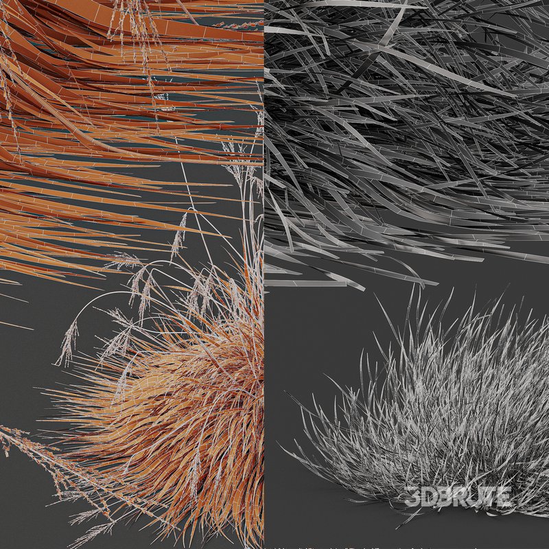 Carex Testacea Orange and Molinia Caerulea Fire Grasses Image 5
