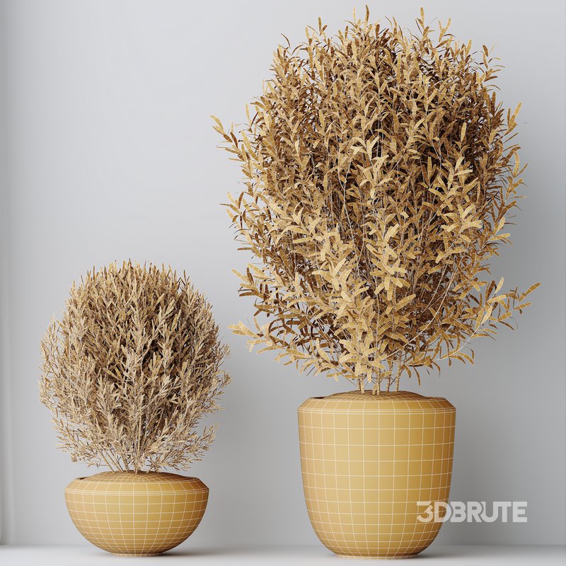 HQ HousePlants Mission Kalamata Leccino Arbequina Wilsonii Chemlali Olive Set 45 Image 4