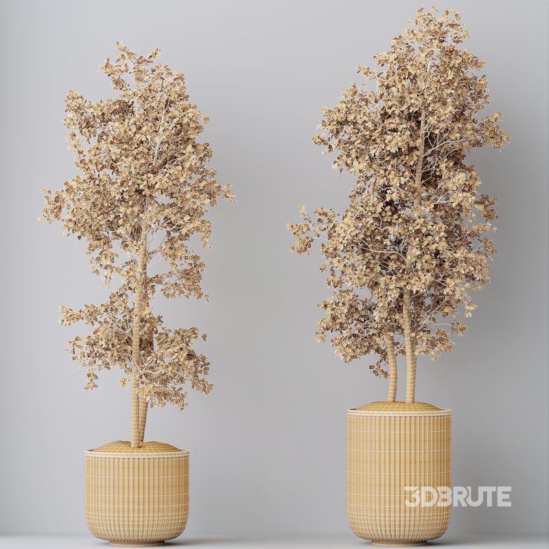 HQ HousePlants Mission Kalamata Leccino Arbequina Wilsonii Chemlali Olive Set 43 Image 5