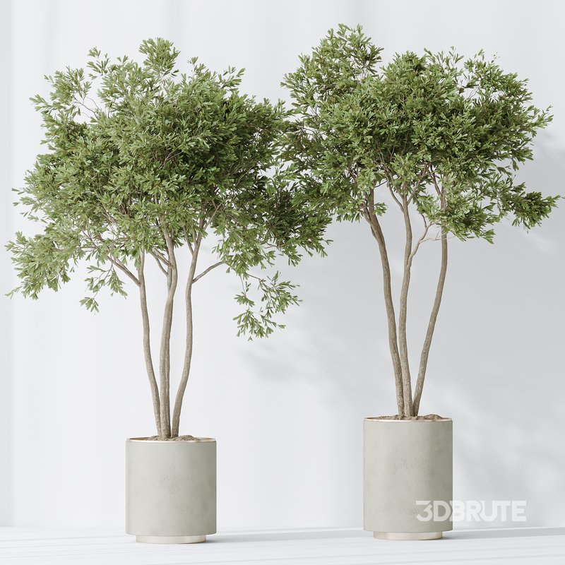 Indoor plants set 92 Mission Leccino Arbequina Olive and Genus Cocos Coconut Palm Image 2