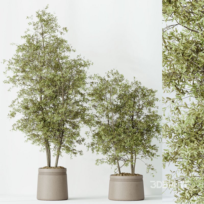 Indoor plants set 69 Mission Kalamata Leccino Arbequina Wilsonii Chemlali Olive Image 4