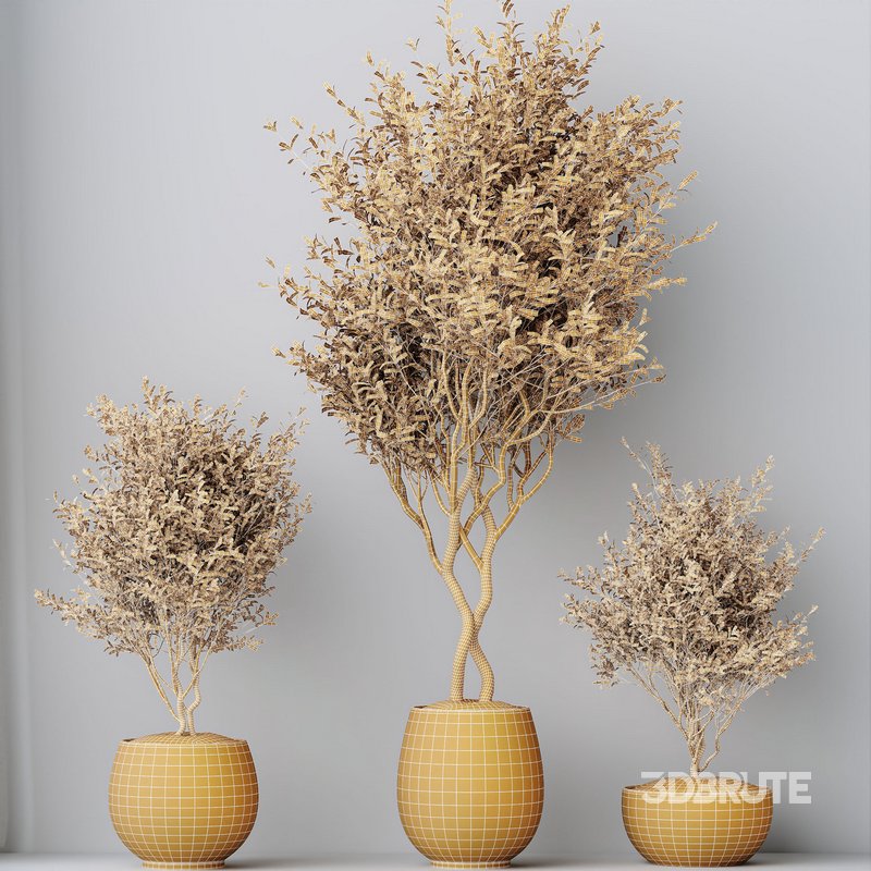 HQ HousePlants Mission Kalamata Leccino Arbequina Wilsonii Chemlali Olive Set 42 Image 5