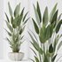 Indoor plants set 83 Areca Majesty Palm and ParadiseBird and Chemlali Olive and Elegant Monstera - Thumbnail 5