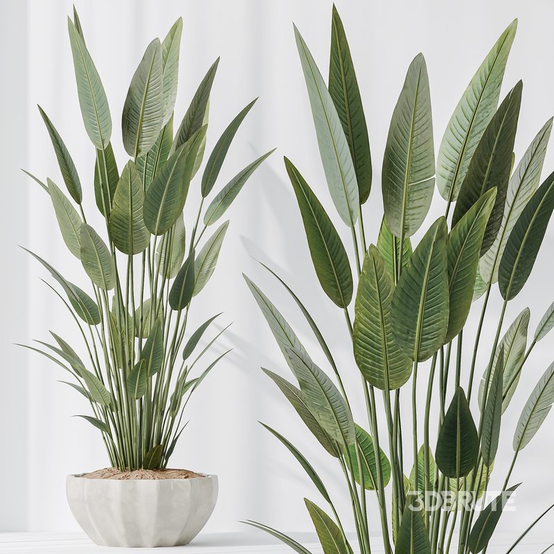 Indoor plants set 83 Areca Majesty Palm and ParadiseBird and Chemlali Olive and Elegant Monstera Image 5
