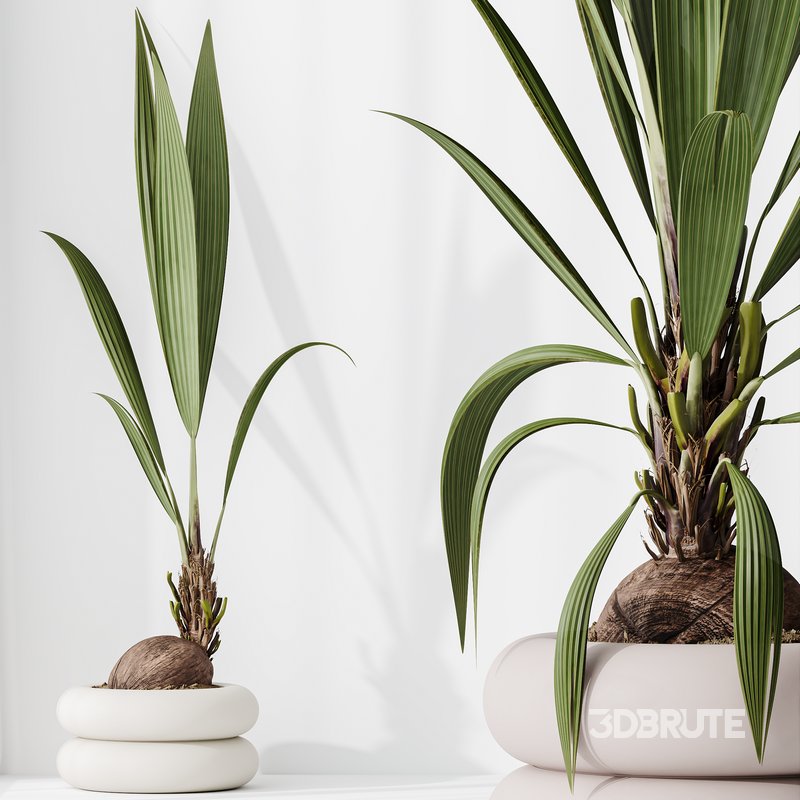 Indoor plants set 68 Wilsonii Chemlali Olive and Coconut Palm and Grandis Ruffled Fan Palm Image 5