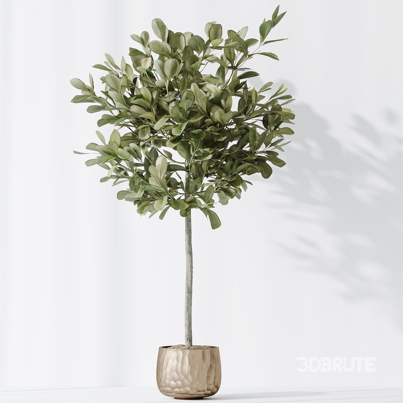 Indoor plants set 72 Majesty Cat Reed Palm Ficus Moclame Indian Laurel Kalamata Wilsonii Chemlali Olive Image 5