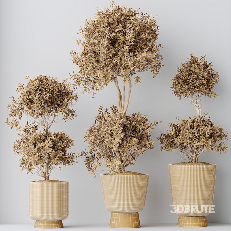 HQ HousePlants Mission Kalamata Leccino Arbequina Wilsonii Chemlali Olive Set 38 Image 3