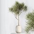 Indoor plants set 89 Arbequina Wilsonii Chemlali Olive Set - Thumbnail 4
