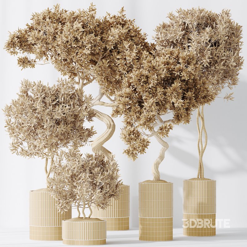 Indoor plants set 88 Mission Kalamata Leccino Arbequina Wilsonii Chemlali Olive Image 2