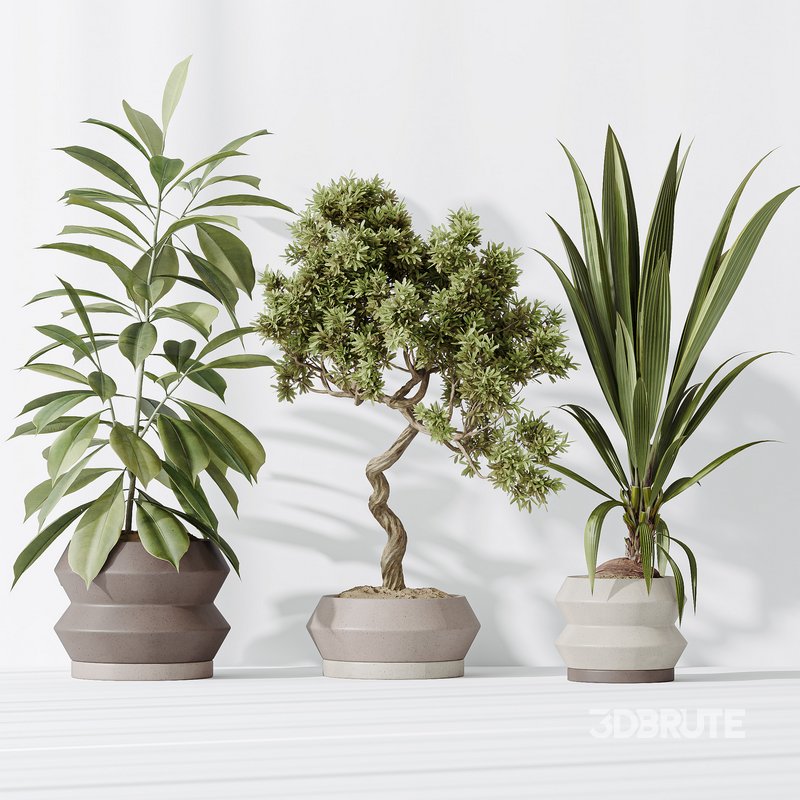 Indoor plants set 71 Wilsonii Chemlali Olive Bonsai Ginseng Image 4