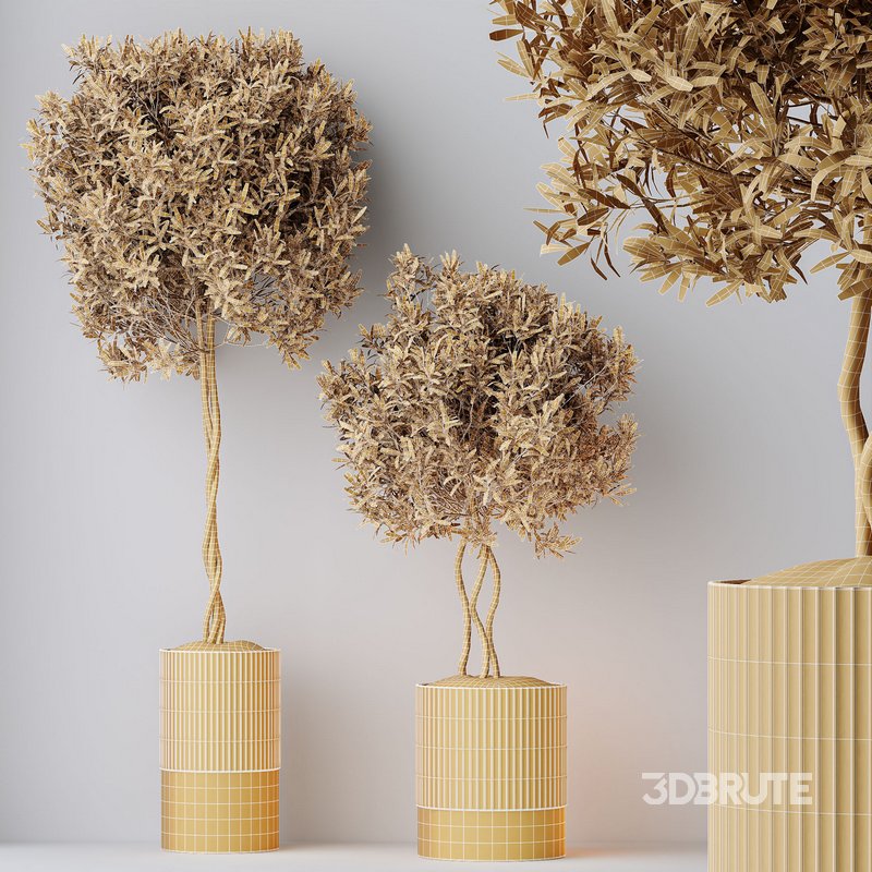 HousePlants Mission Kalamata Leccino Arbequina Wilsonii Chemlali Olive Set 37 Image 5