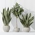 Indoor plants set 82 Ficus Cyathistipula and Green Sansevieria and Wilsonii Chemlali Olive - Thumbnail 4
