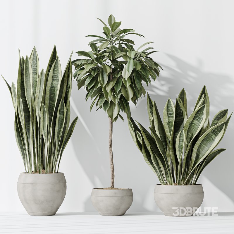Indoor plants set 82 Ficus Cyathistipula and Green Sansevieria and Wilsonii Chemlali Olive Image 4