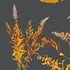 HQ Plants Linaria Vulgaris Yellow Toadflax - Thumbnail 3