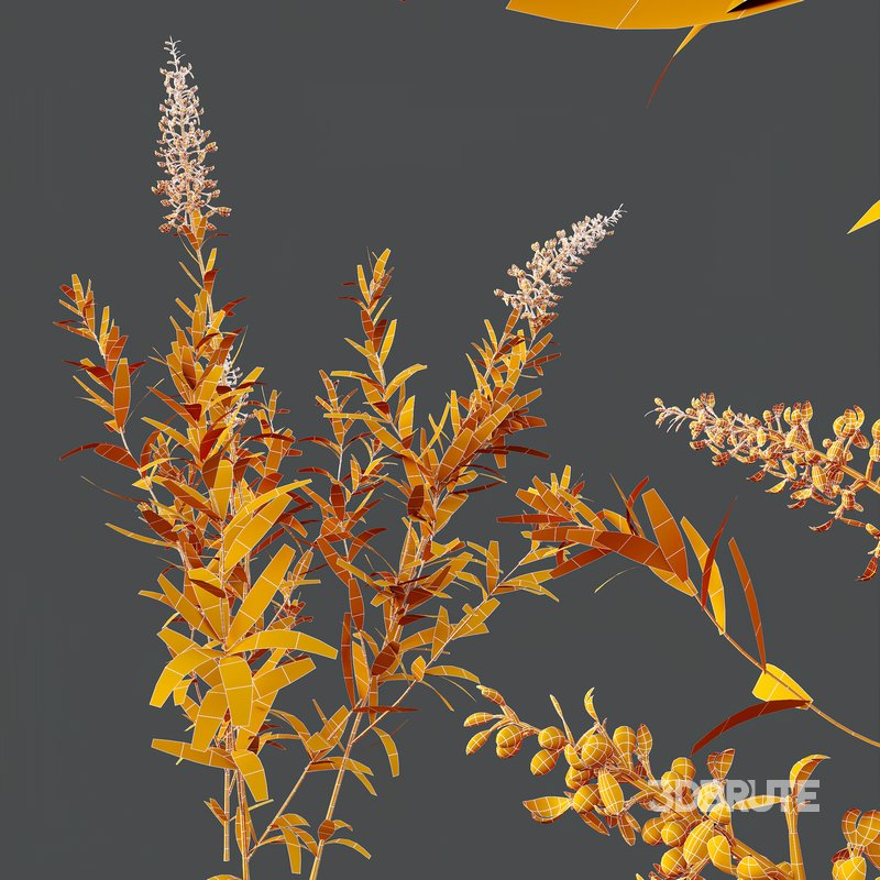 HQ Plants Linaria Vulgaris Yellow Toadflax Image 3