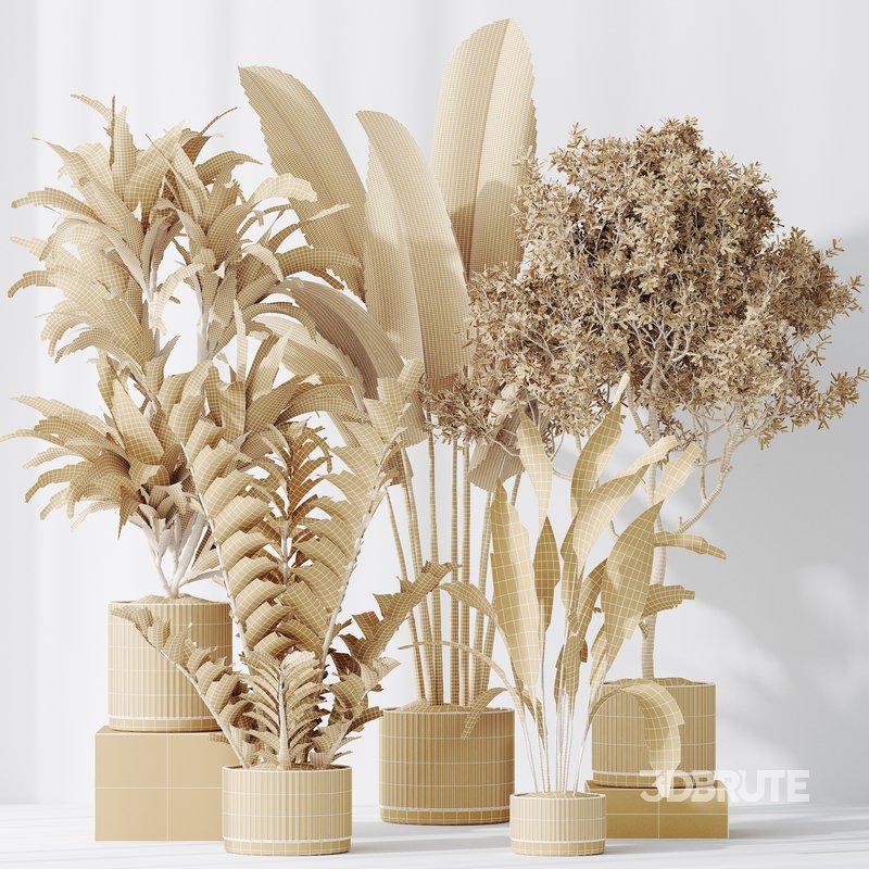 Indoor plants set 78 Chemlali Olive and ParadiseBird and Dracaena Image 5