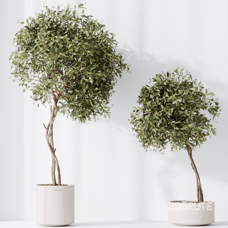 Indoor plants set 75 Ficus Retusa Microcarpa Bonsai Ginseng and Olive Artificial Olivo Olea Tree Image 5