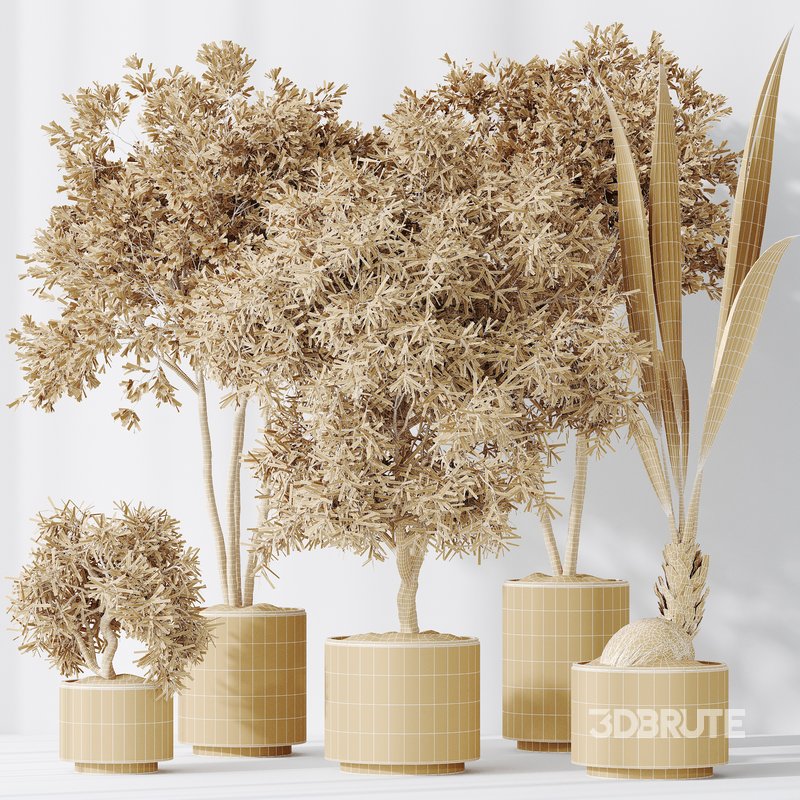 Indoor plants set 92 Mission Leccino Arbequina Olive and Genus Cocos Coconut Palm Image 5