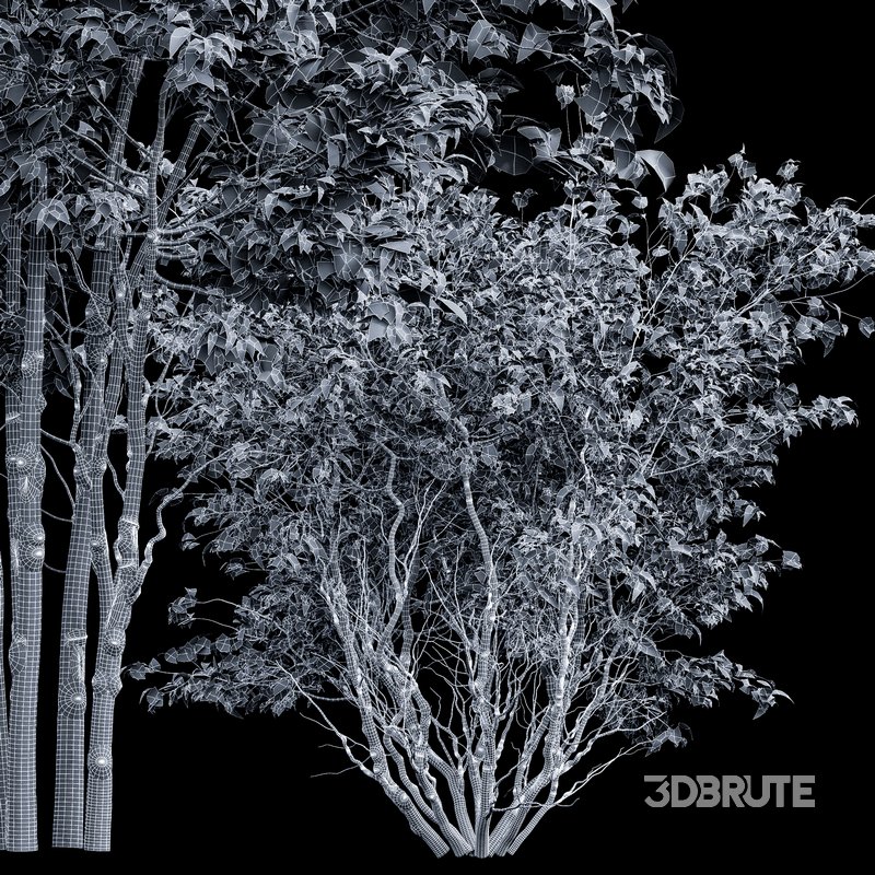 Amelanchier lamarckii Bush Image 8