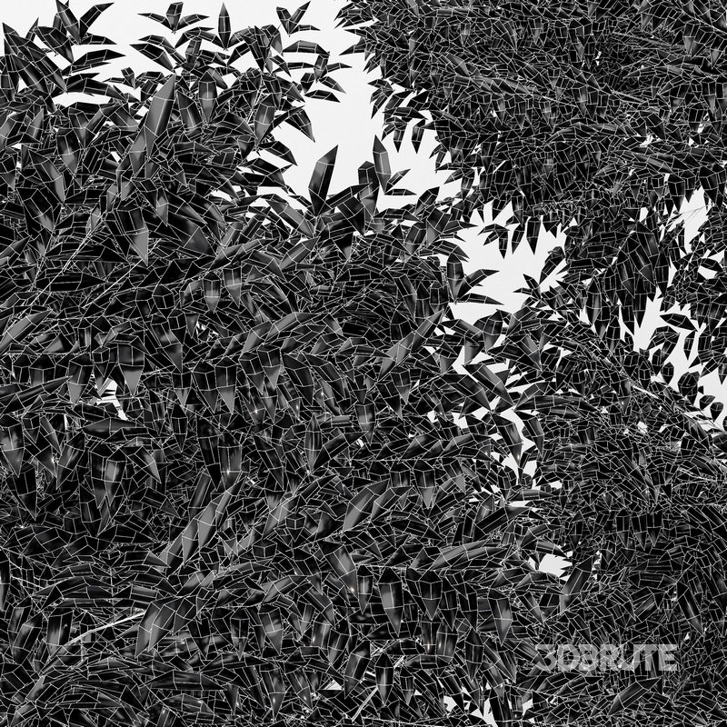 Black locust blossom and Canadian Poplar Image 6