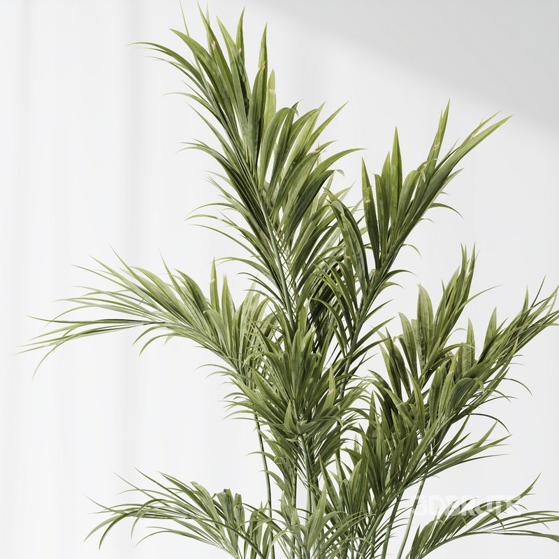 Indoor plants set 83 Areca Majesty Palm and ParadiseBird and Chemlali Olive and Elegant Monstera Image 4