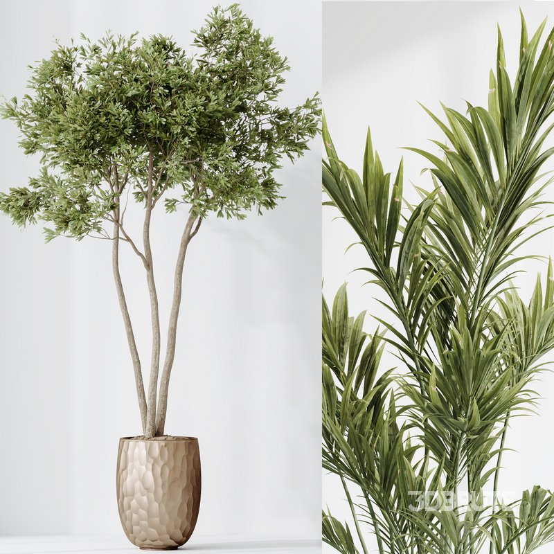 Indoor plants set 72 Majesty Cat Reed Palm Ficus Moclame Indian Laurel Kalamata Wilsonii Chemlali Olive Image 7