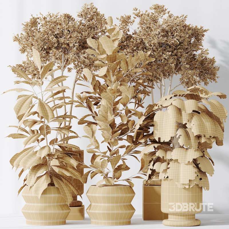 Indoor plants set 76 Wilsonii Chemlali Olive and Elegant Monstera and Ficus Microcarpa Image 5