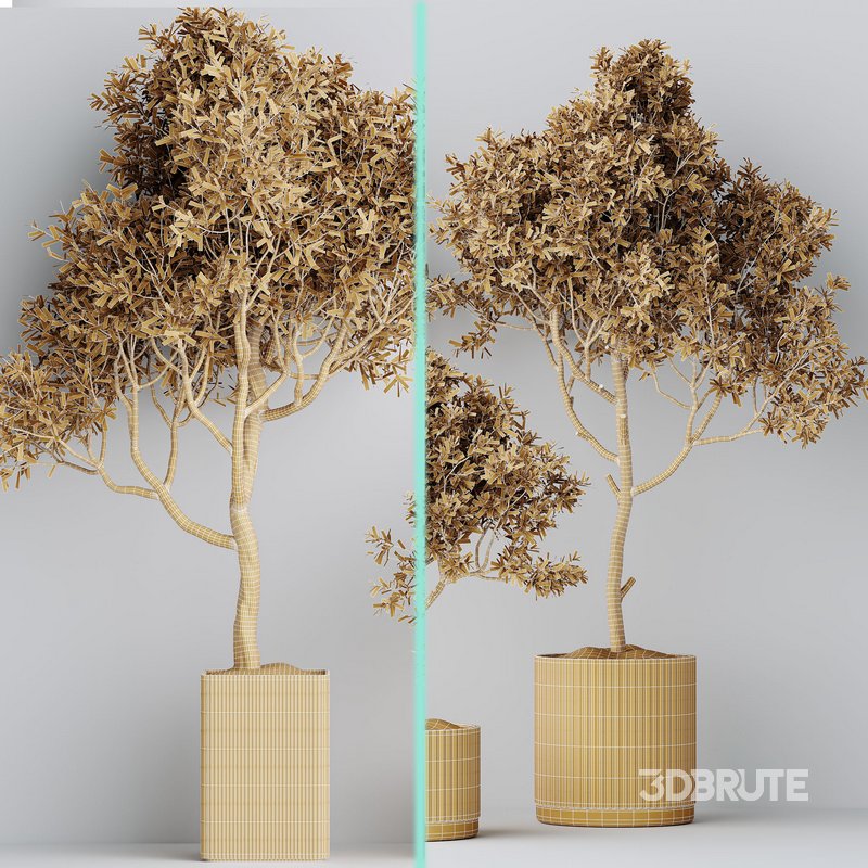 Indoor plants set 80 Mission Kalamata Leccino Arbequina Wilsonii Chemlali Olive Image 5