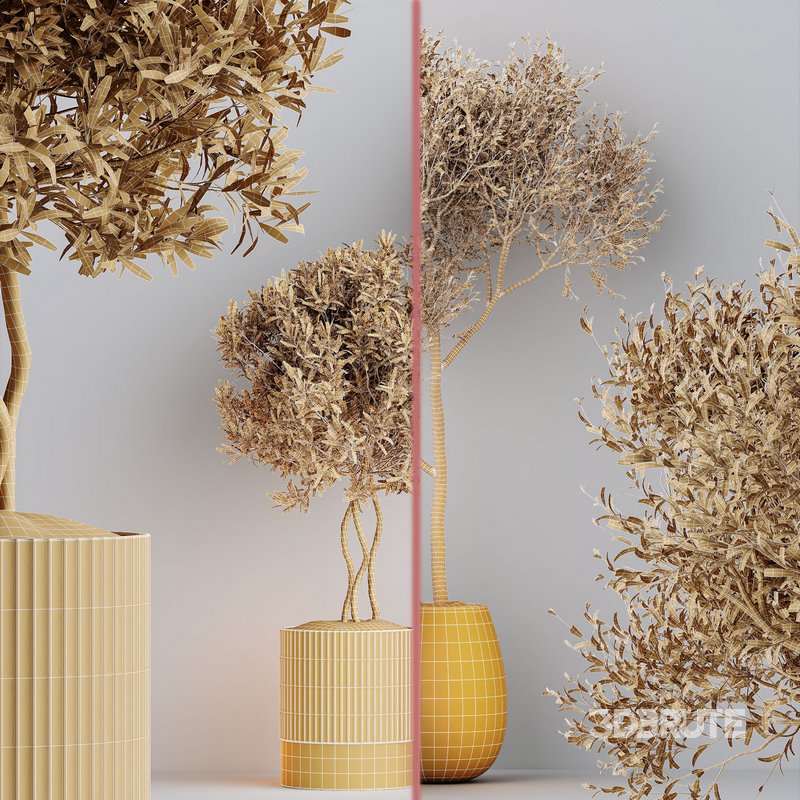 Indoor plants set 89 Arbequina Wilsonii Chemlali Olive Set Image 5