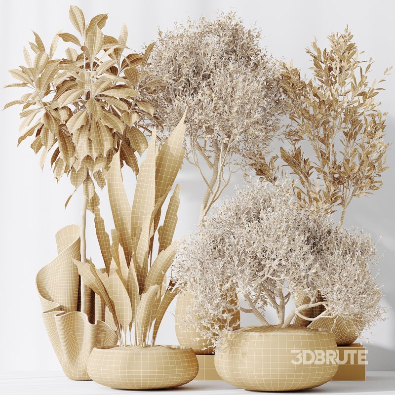 Indoor plants set 86 Mission Kalamata Olive and Ficus African Fig and Aspidistra Elatior Image 4