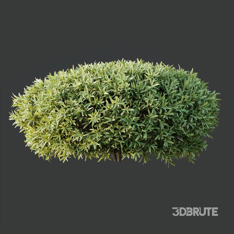 Phillyrea Angustifolia Rosemarinifolia and Oleander Laurier Kaner Rose Image 4