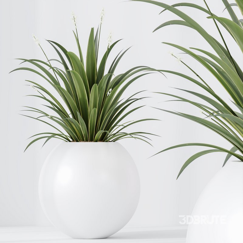 indoor plants set 96 Strelitzia Reginae Nicolai and Mountain Kentia Palm Image 4