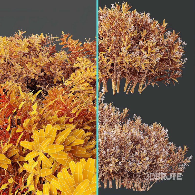 Phillyrea Angustifolia Rosemarinifolia and Oleander Laurier Kaner Rose Pink Image 5