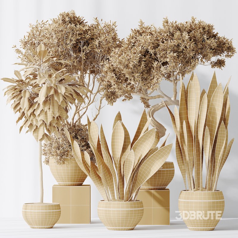 Indoor plants set 82 Ficus Cyathistipula and Green Sansevieria and Wilsonii Chemlali Olive Image 2