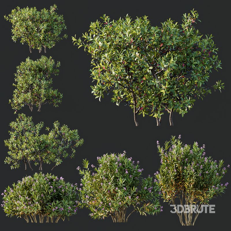 Nerium Kaner Rose Pink and Morella Bayberry Candleberry Northern Fruit Image 5