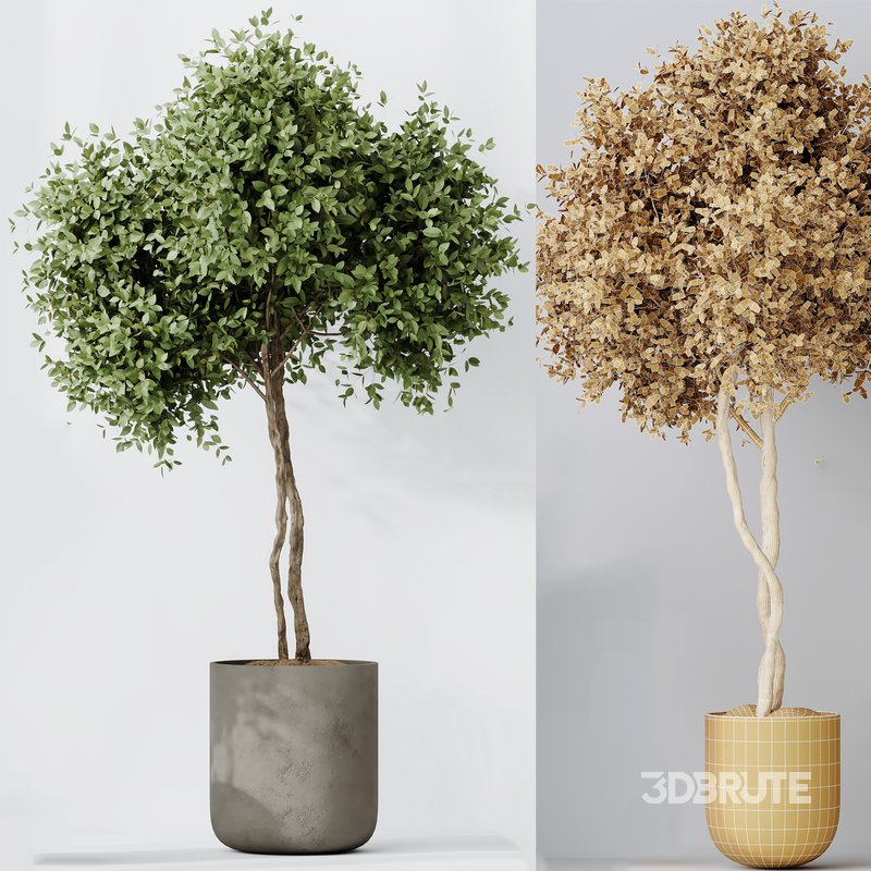 Indoor plants set 90 Mission Kalamata Leccino Arbequina Wilsonii Chemlali Olive Image 3