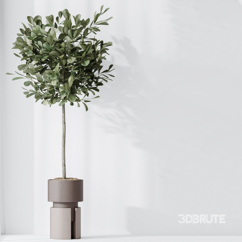 Indoor plants set 74 Ficus Microcarpa Indian Laurel and Ficus Cyathistipula African Fig and Aspidistra Elatior and ParadiseBird Image 5